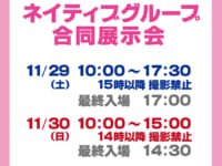 【美少女フィギュア展示イベント】「第12回 ネイティブグループ合同展示会開催」【明日11月29日・30日開催】の画像